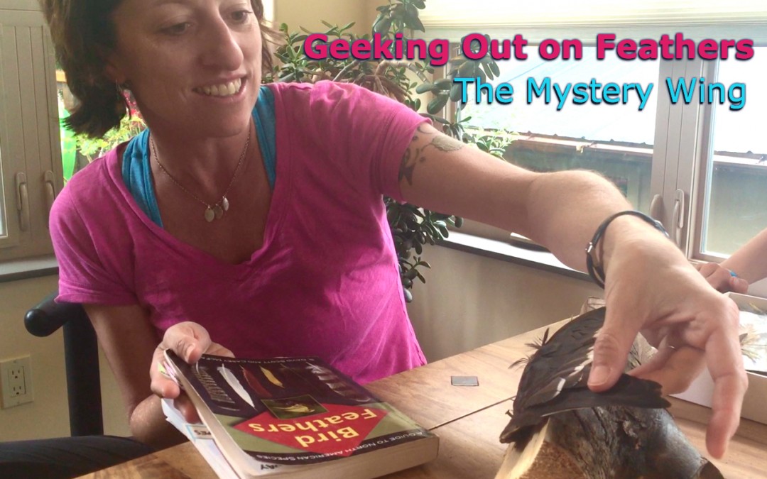 Geeking Out on Feathers – The Mystery Wing