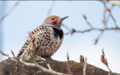 Identifying The Key Features On a Bird’s Head