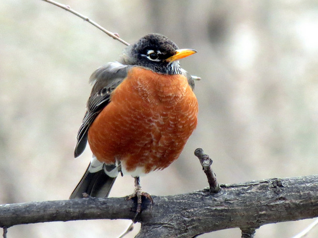 American Robin looking straight at the camera as it is perched on a dead branch with its amber rusty breast facing us.