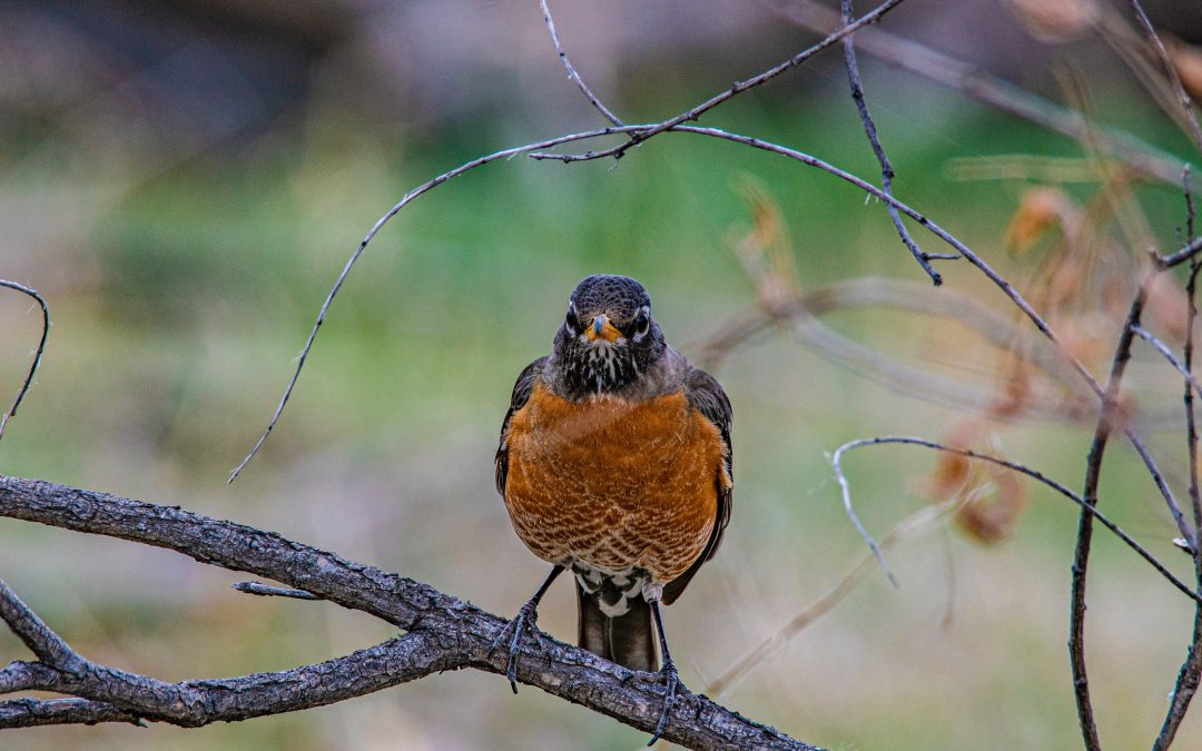 American Robin looking straight at the camera as it is perched on a dead branch with its amber rusty breast facing us.