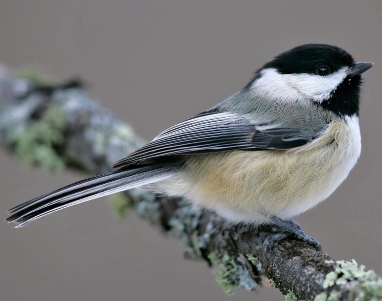 Black-capped Chickadee (Poecile atricapillus) | Bird Mentor