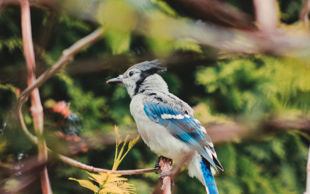 A blue jay looking curiously around a corner