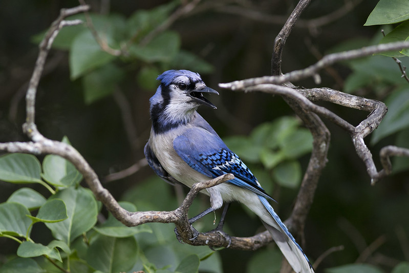 A blue jay squawking with its bill wide open in a forest setting