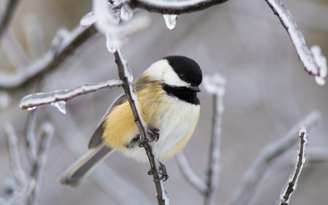 Black capped Chickadee standing on an ice-covered twig with other ice-covered twigs surrounding it