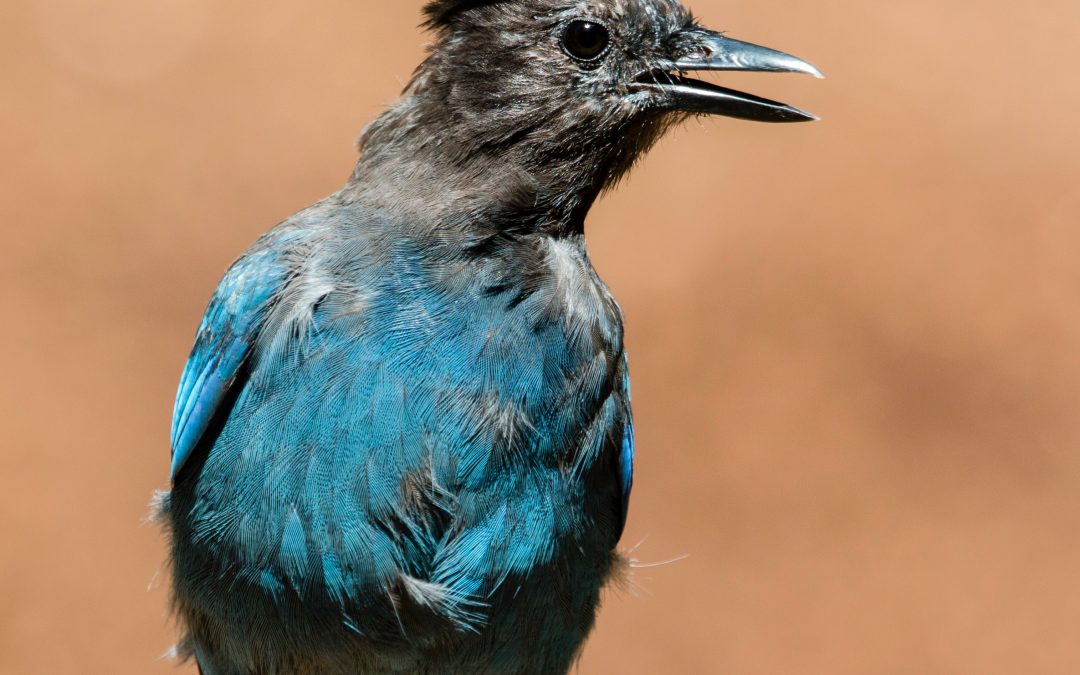 A Steller's jay looking curiously around a corner